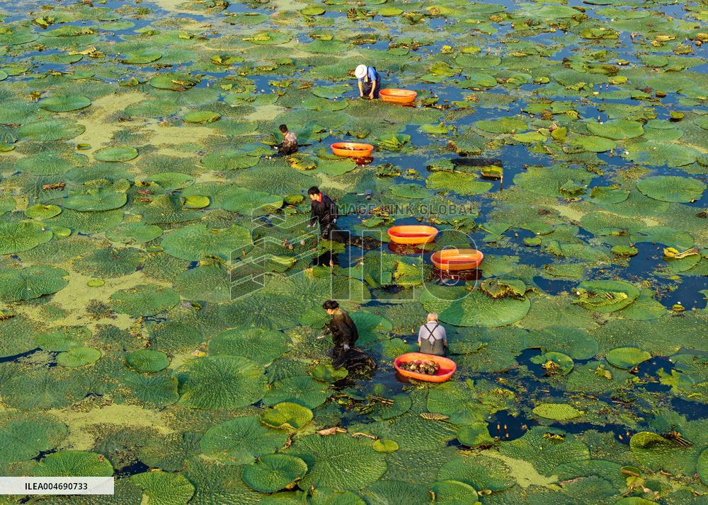 Water Chestnuts Harvest in Taizhou
