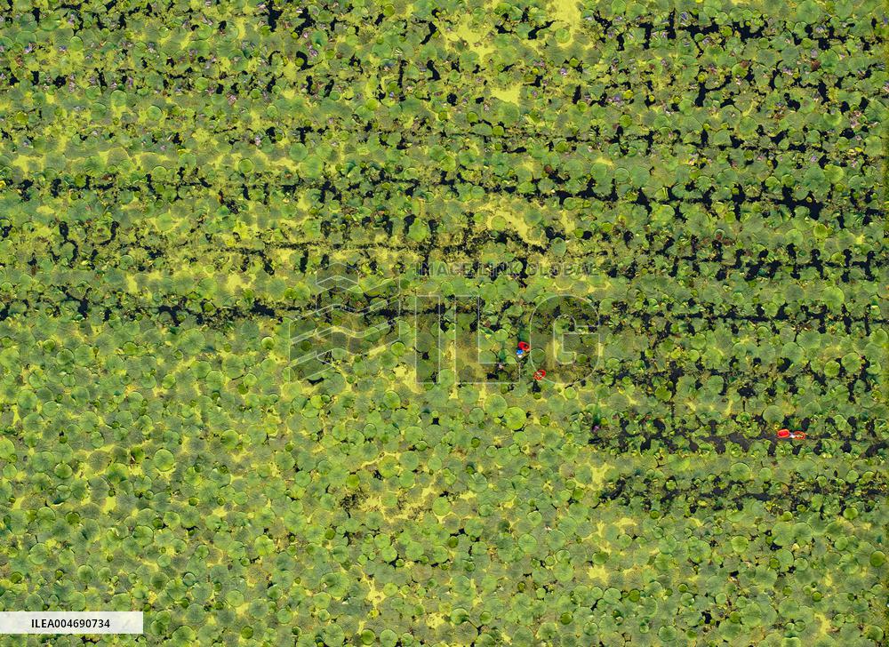 Water Chestnuts Harvest in Taizhou