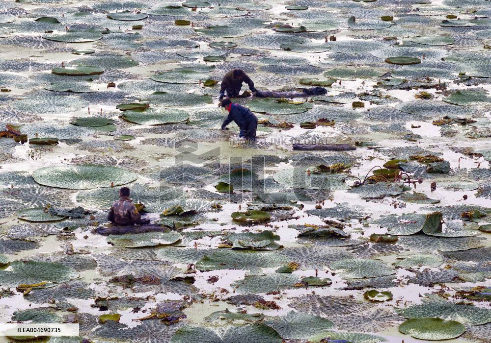 Water Chestnuts Harvest in Taizhou