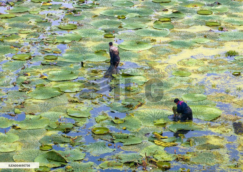 Water Chestnuts Harvest in Taizhou