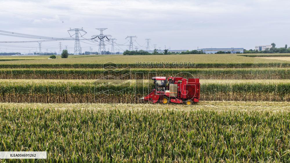 White Dew Farming - China