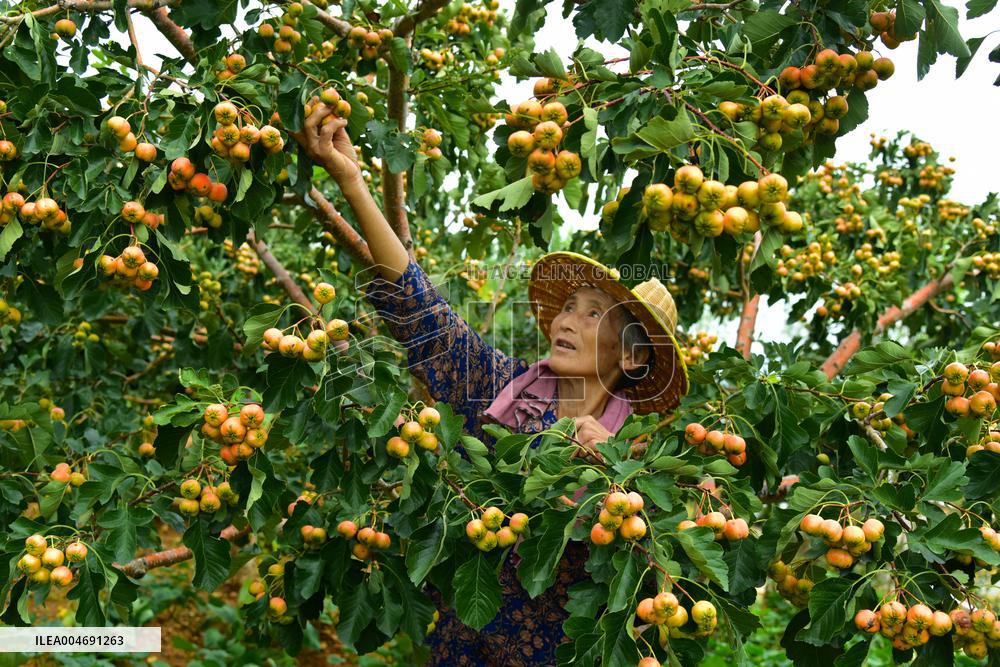 White Dew Farming - China