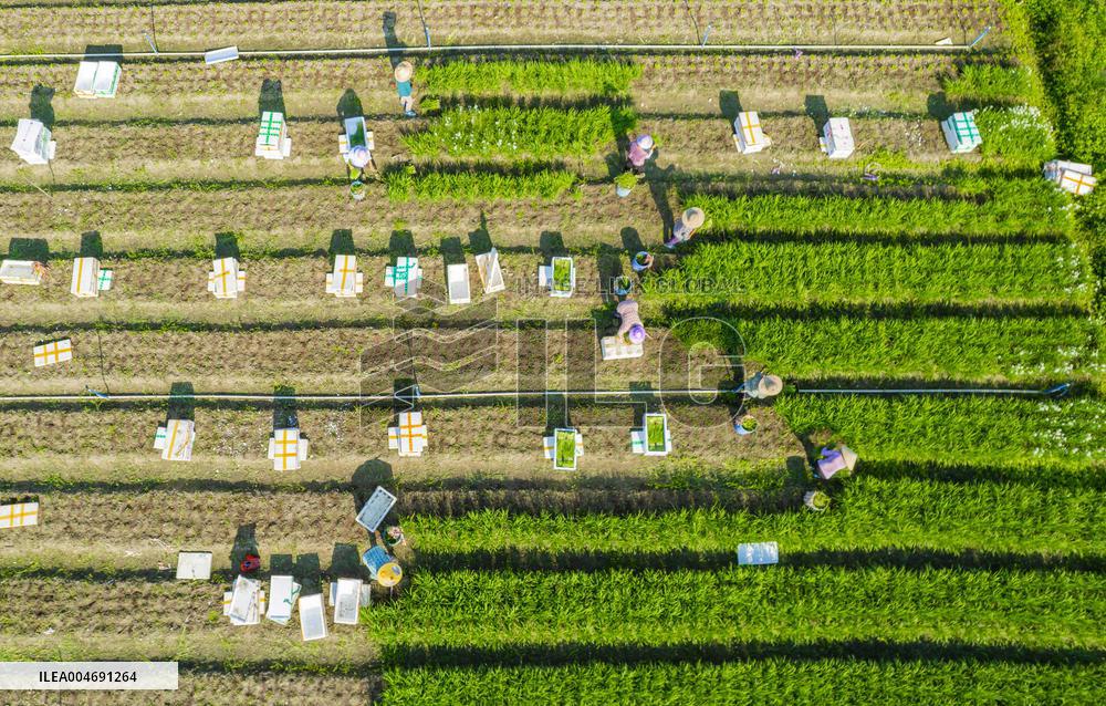 White Dew Farming - China