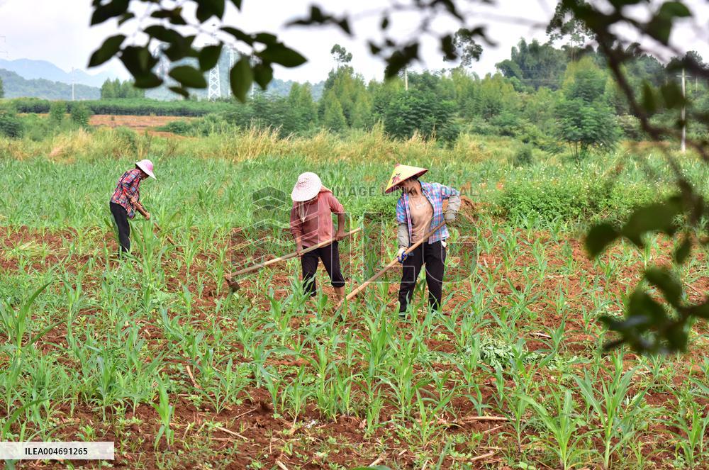 White Dew Farming - China