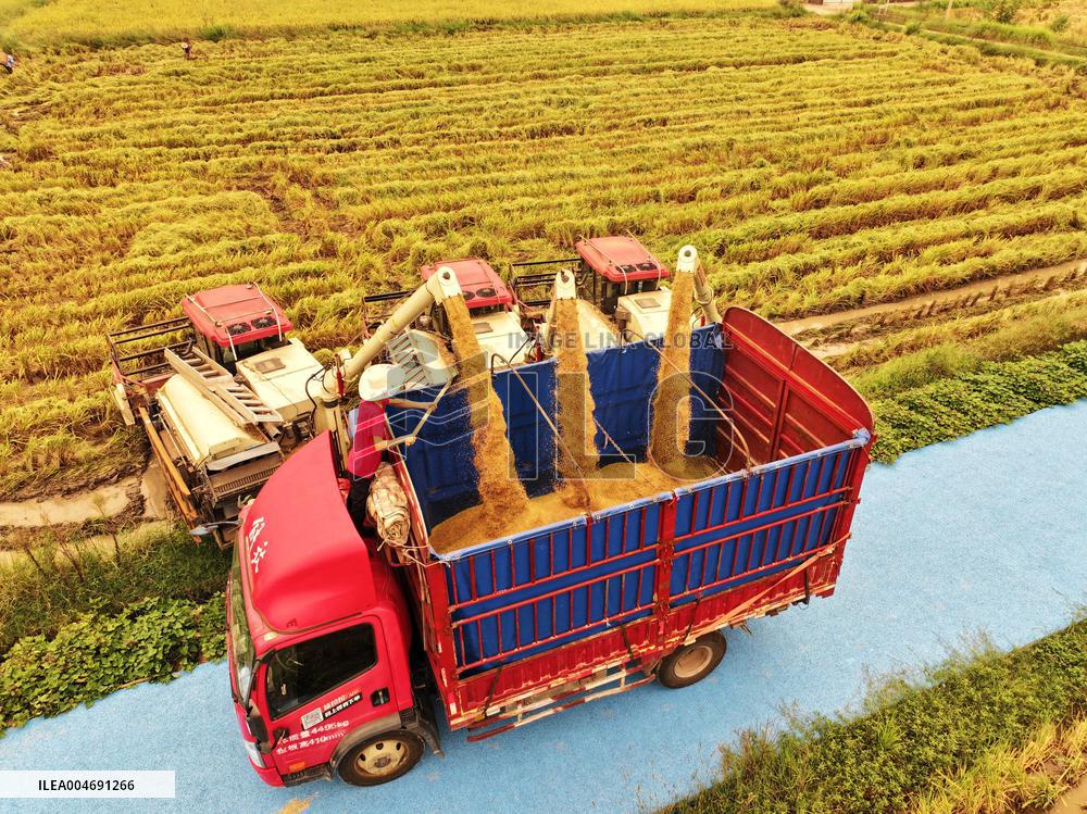 White Dew Farming - China