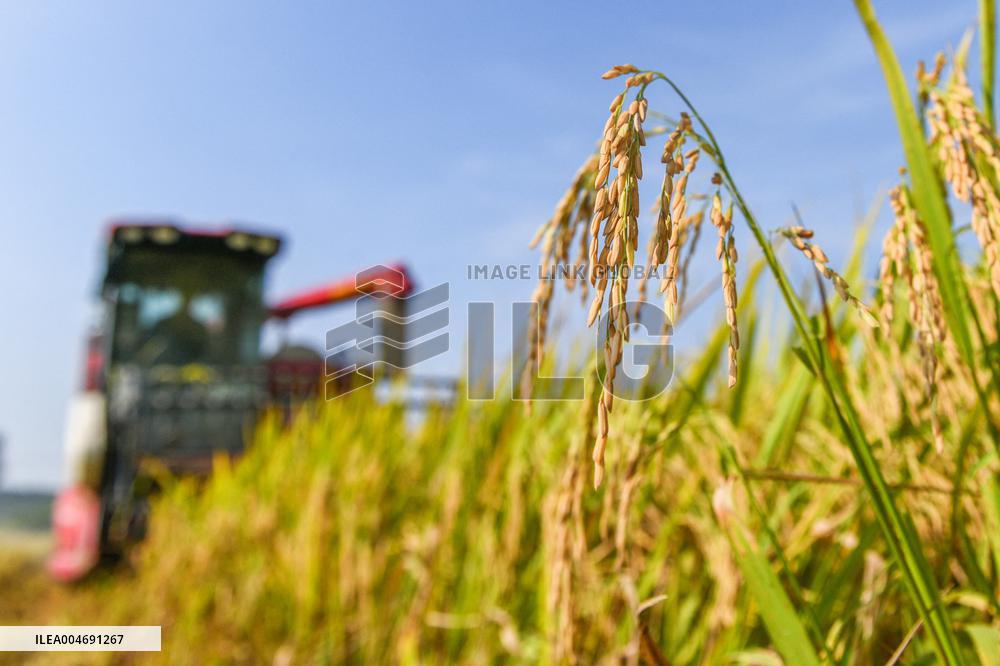 White Dew Farming - China