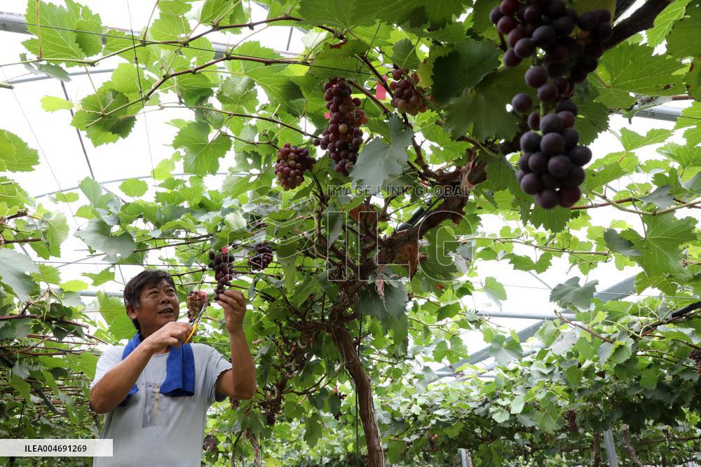 White Dew Farming - China