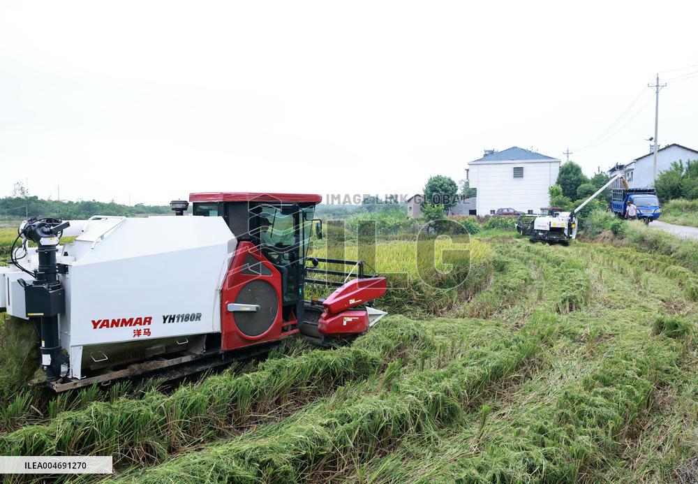 White Dew Farming - China