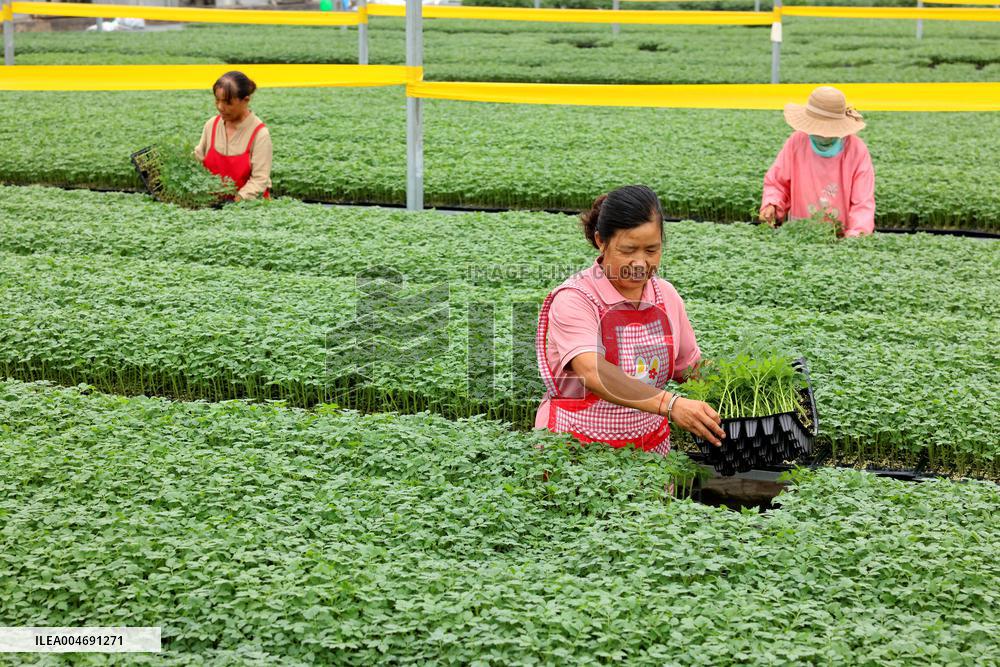 White Dew Farming - China