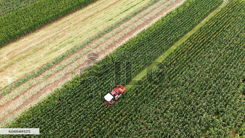 White Dew Farming - China