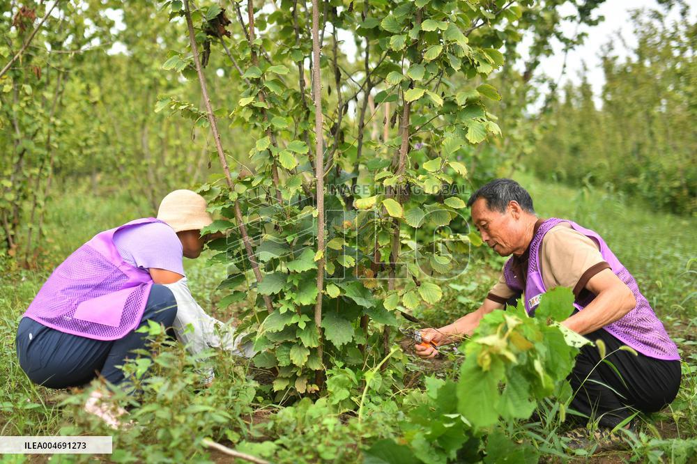 White Dew Farming - China