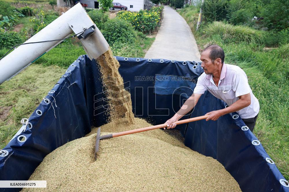 White Dew Farming - China