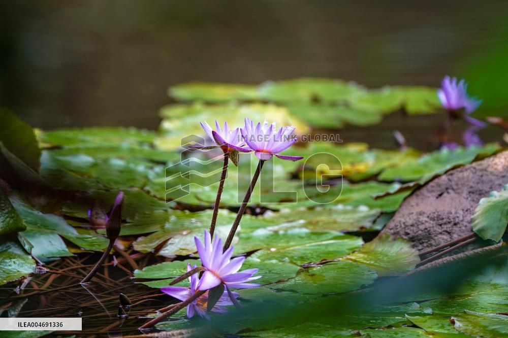 Seeds Displayed At Fuligong Greenhouses In Kunming