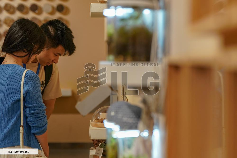 Seeds Displayed At Fuligong Greenhouses In Kunming