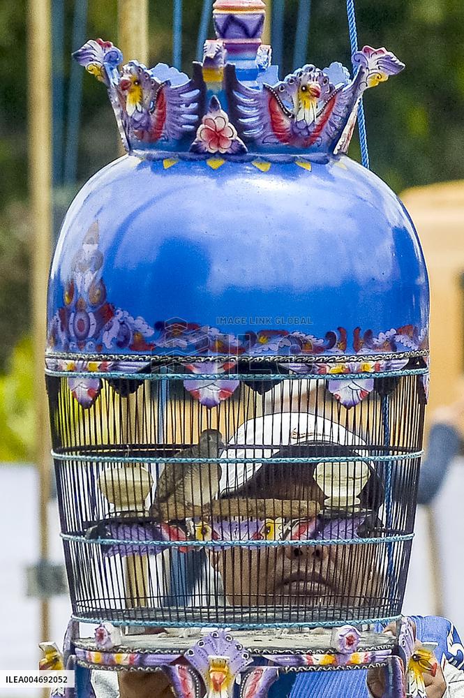 Yogyakarta Turtledove Chirping Contest - Indonesia