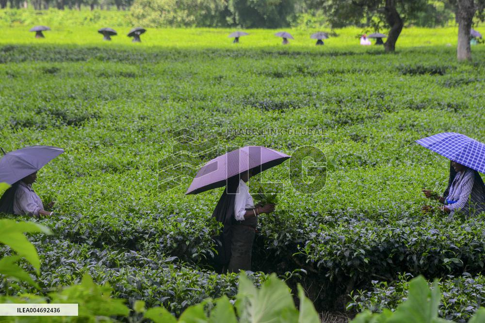 Women Pluck Tea Leaves in Siliguri - India