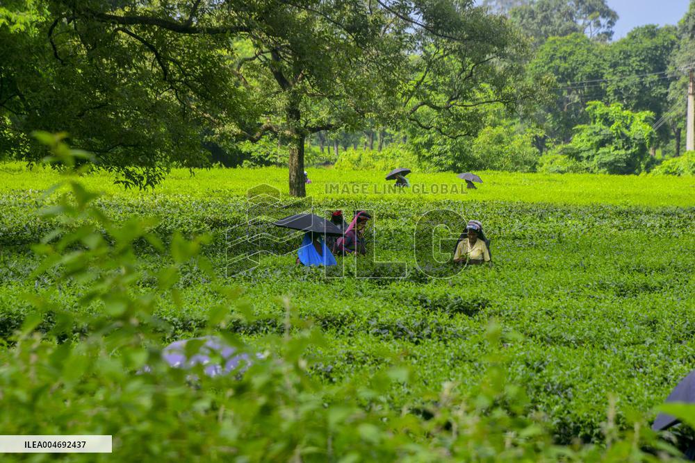 Women Pluck Tea Leaves in Siliguri - India