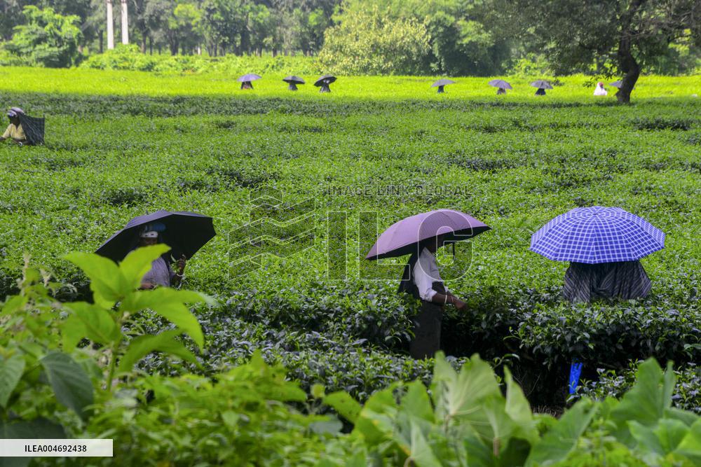 Women Pluck Tea Leaves in Siliguri - India
