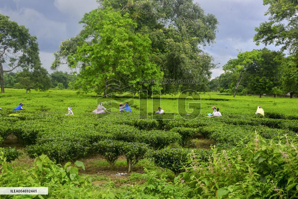 Women Pluck Tea Leaves in Siliguri - India
