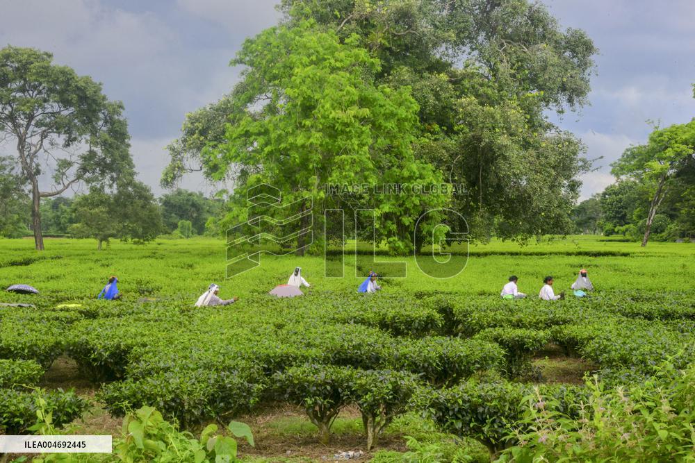Women Pluck Tea Leaves in Siliguri - India