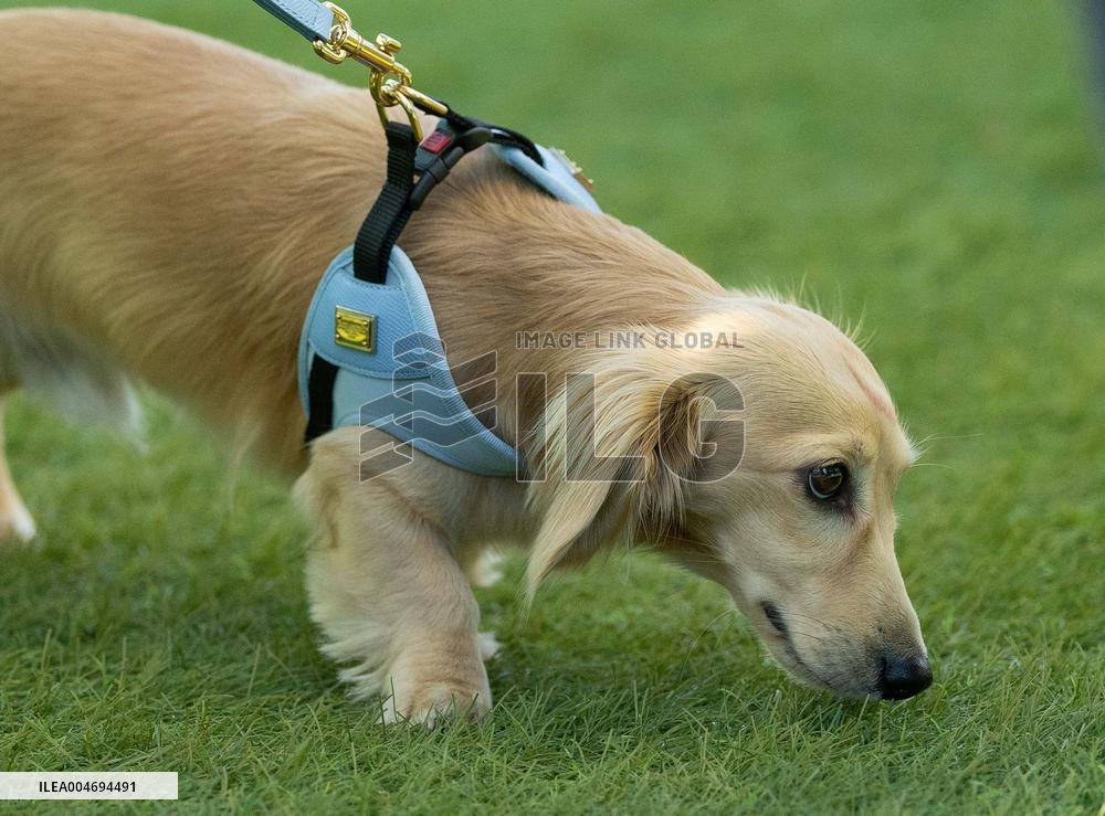 MOTORI - Formula 1 - Pirelli Gran Premio d'Italia 2025