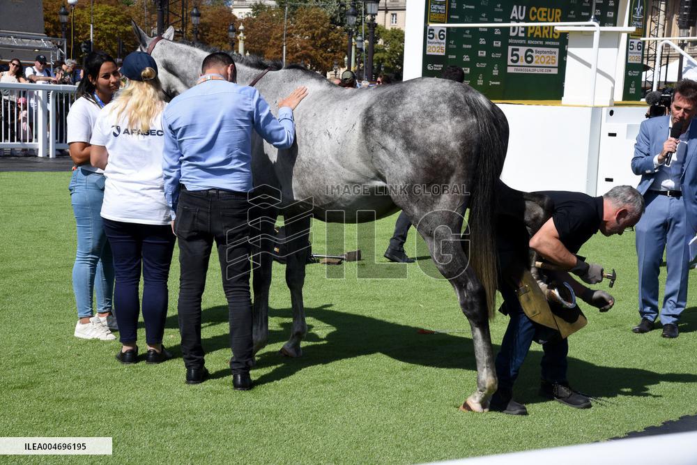 Horses In The City - Paris