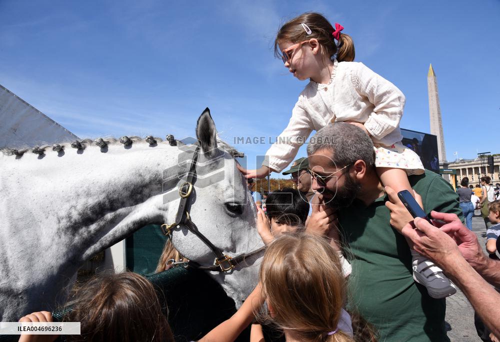 Horses In The City - Paris