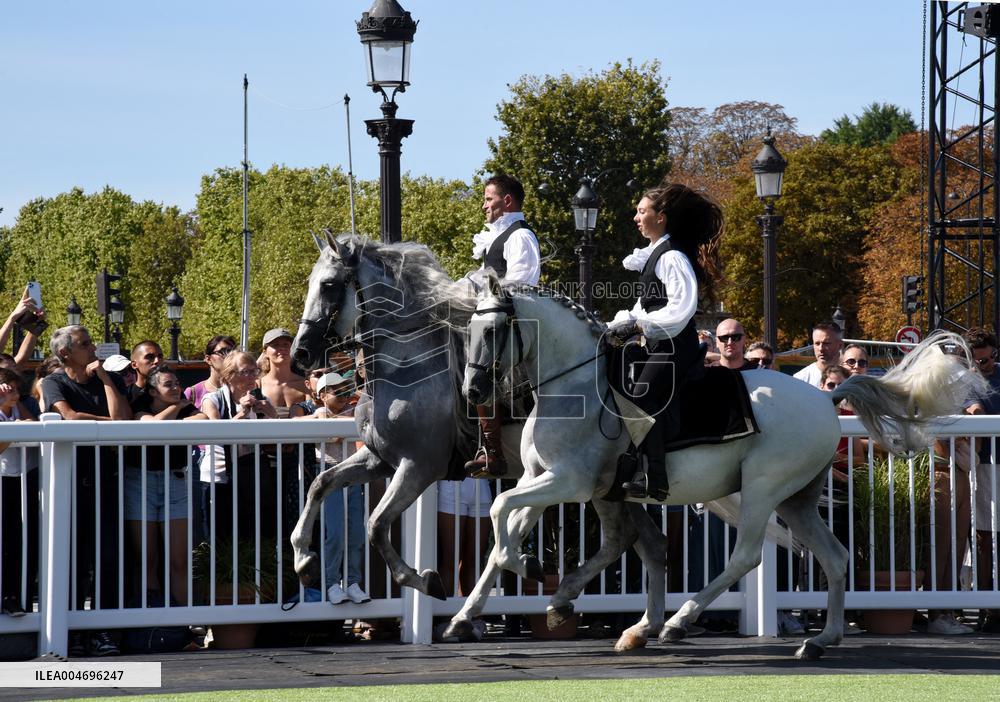 Horses In The City - Paris