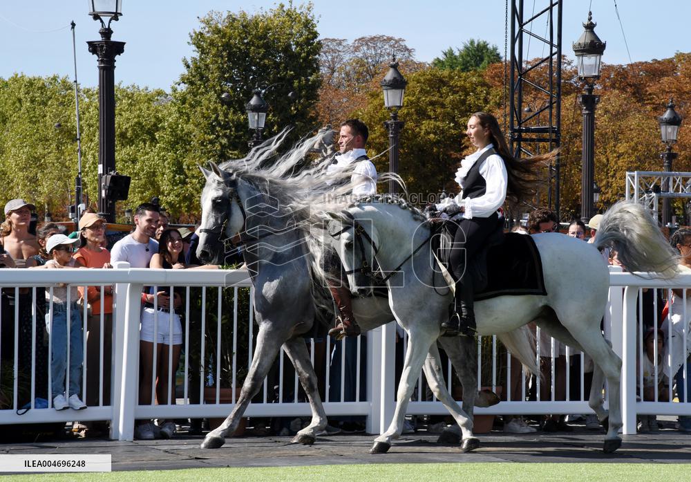 Horses In The City - Paris