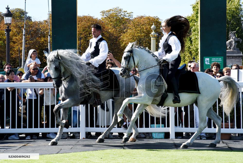 Horses In The City - Paris