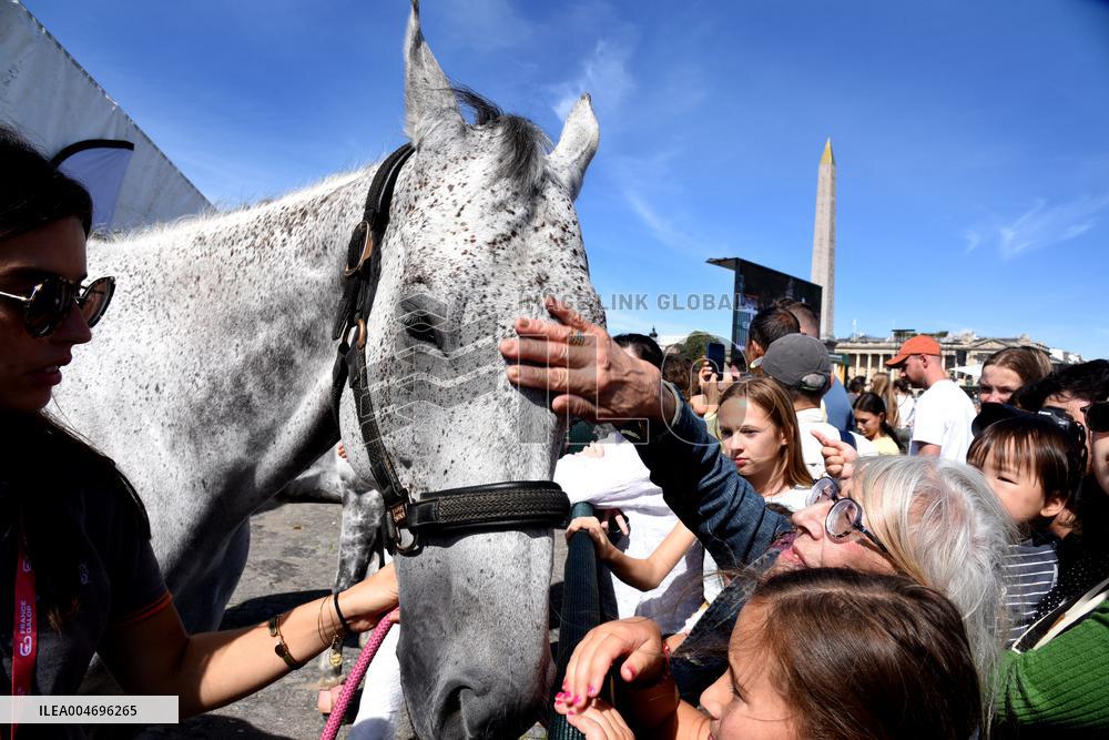 Horses In The City - Paris