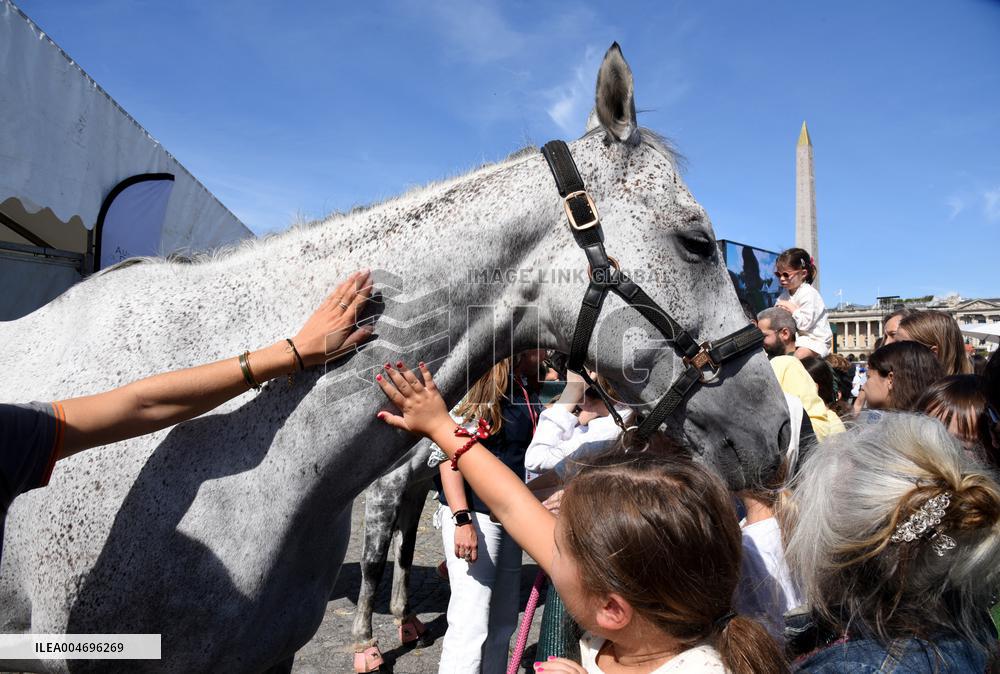 Horses In The City - Paris