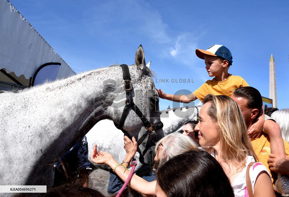 Horses In The City - Paris