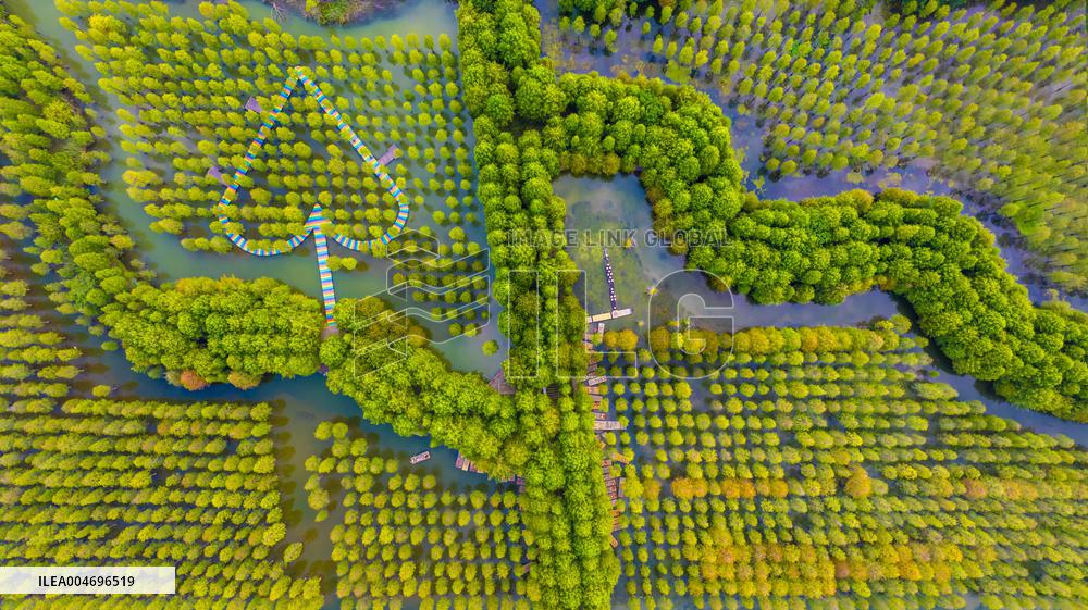 Metasequoia glyptostroboides Forest in Hongze Lake Wetland Scenic Area in Suqia