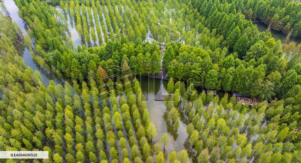 Metasequoia glyptostroboides Forest in Hongze Lake Wetland Scenic Area in Suqia