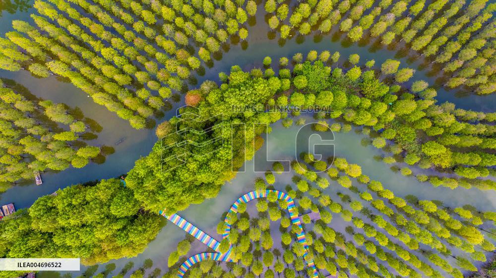 Metasequoia glyptostroboides Forest in Hongze Lake Wetland Scenic Area in Suqia