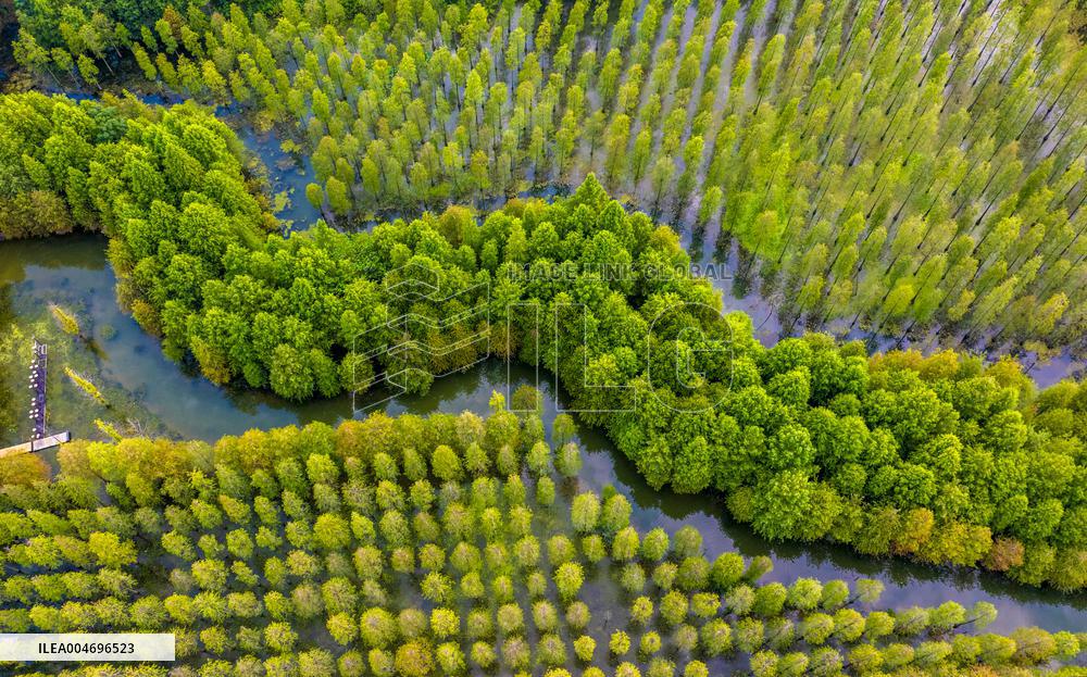 Metasequoia glyptostroboides Forest in Hongze Lake Wetland Scenic Area in Suqia