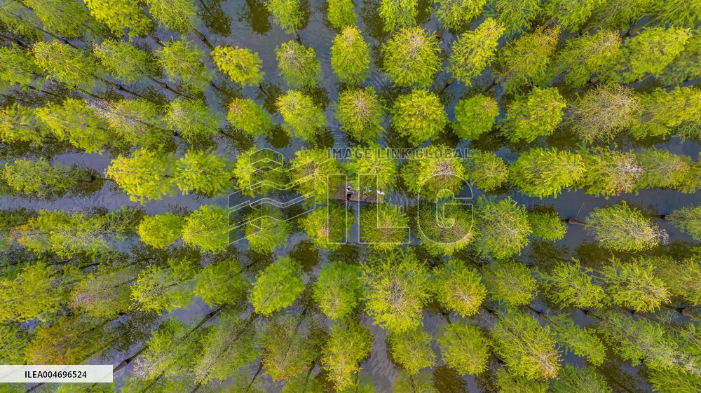 Metasequoia glyptostroboides Forest in Hongze Lake Wetland Scenic Area in Suqia