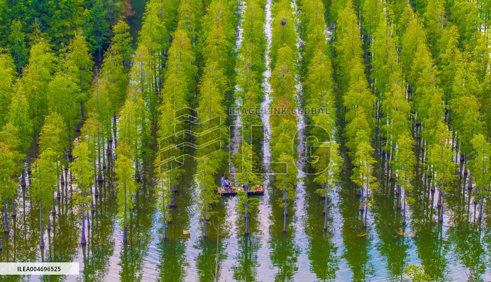 Metasequoia glyptostroboides Forest in Hongze Lake Wetland Scenic Area in Suqia