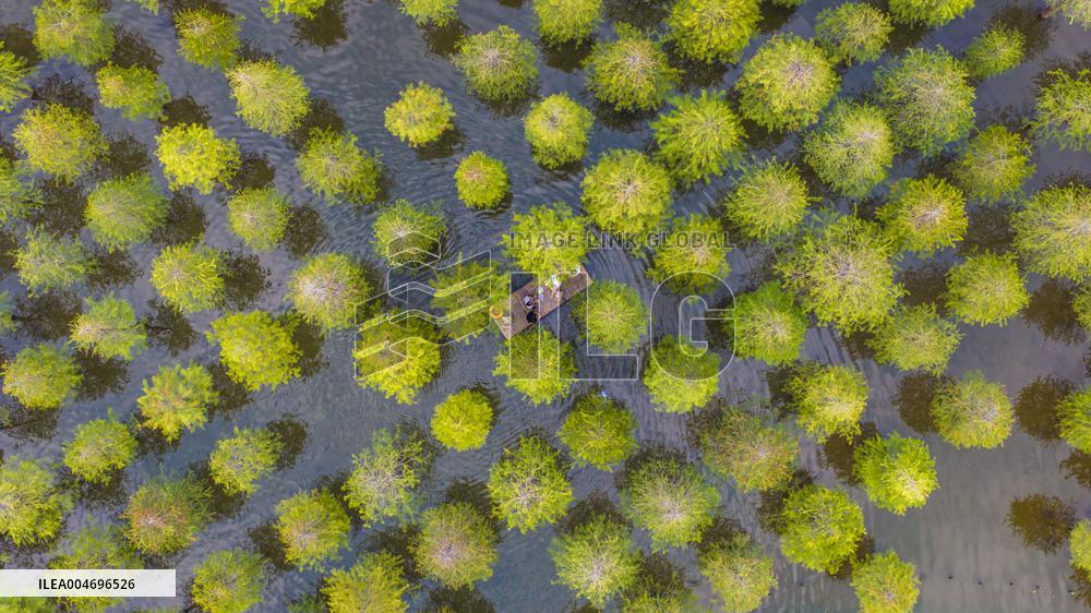Metasequoia glyptostroboides Forest in Hongze Lake Wetland Scenic Area in Suqia