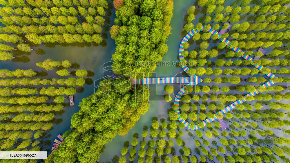 Metasequoia glyptostroboides Forest in Hongze Lake Wetland Scenic Area in Suqia