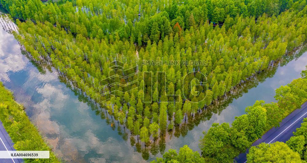 Metasequoia glyptostroboides Forest in Hongze Lake Wetland Scenic Area in Suqia