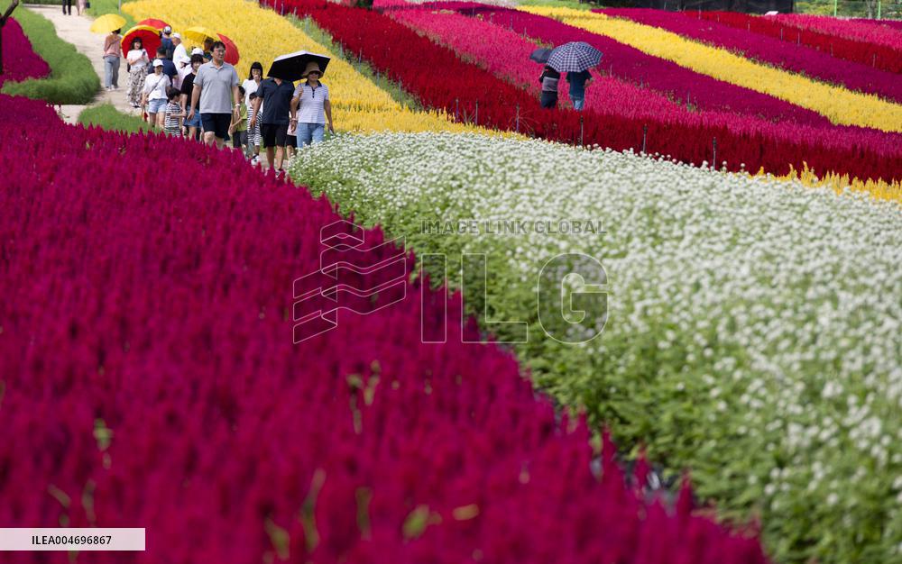 Gangwon Do Flower Garden Festival - South Korea