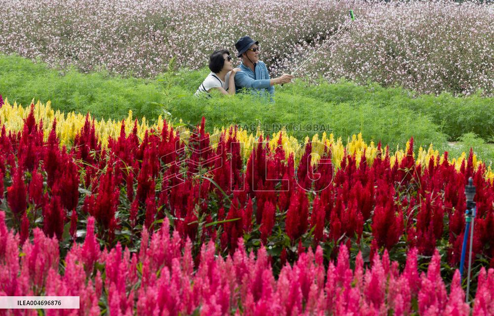 Gangwon Do Flower Garden Festival - South Korea