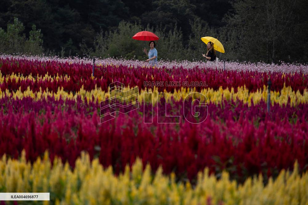 Gangwon Do Flower Garden Festival - South Korea