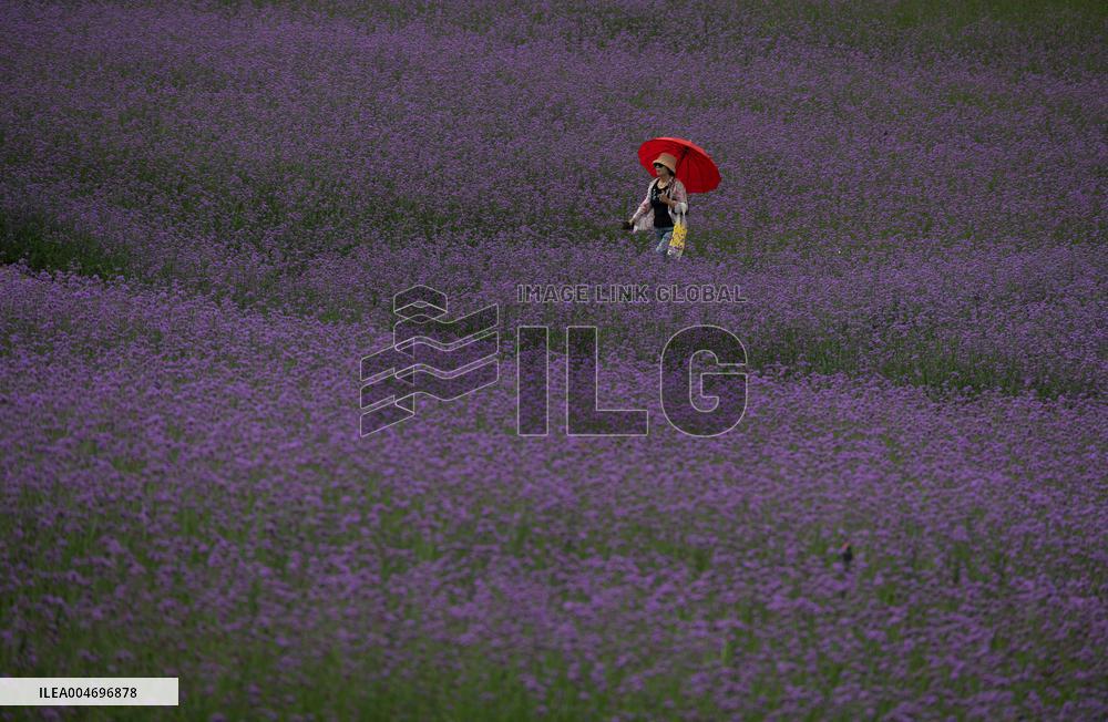 Gangwon Do Flower Garden Festival - South Korea