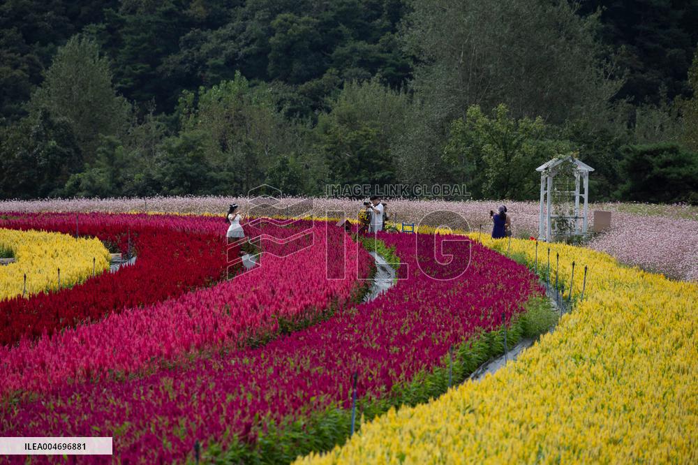 Gangwon Do Flower Garden Festival - South Korea