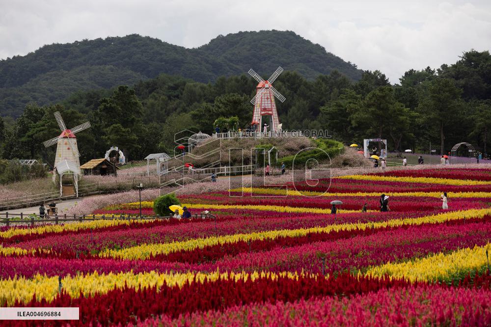 Gangwon Do Flower Garden Festival - South Korea