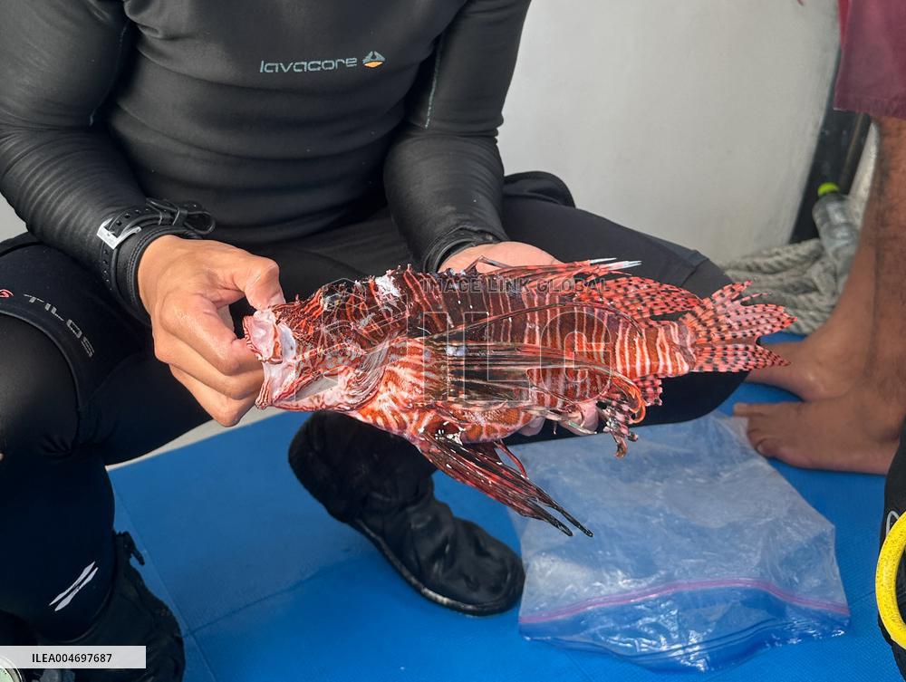 Venomous Lionfish Are Invading The Mediterranean Sea