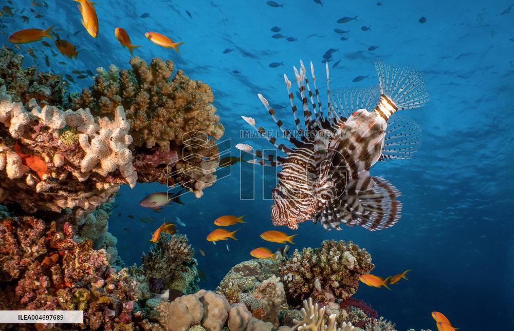 Venomous Lionfish Are Invading The Mediterranean Sea